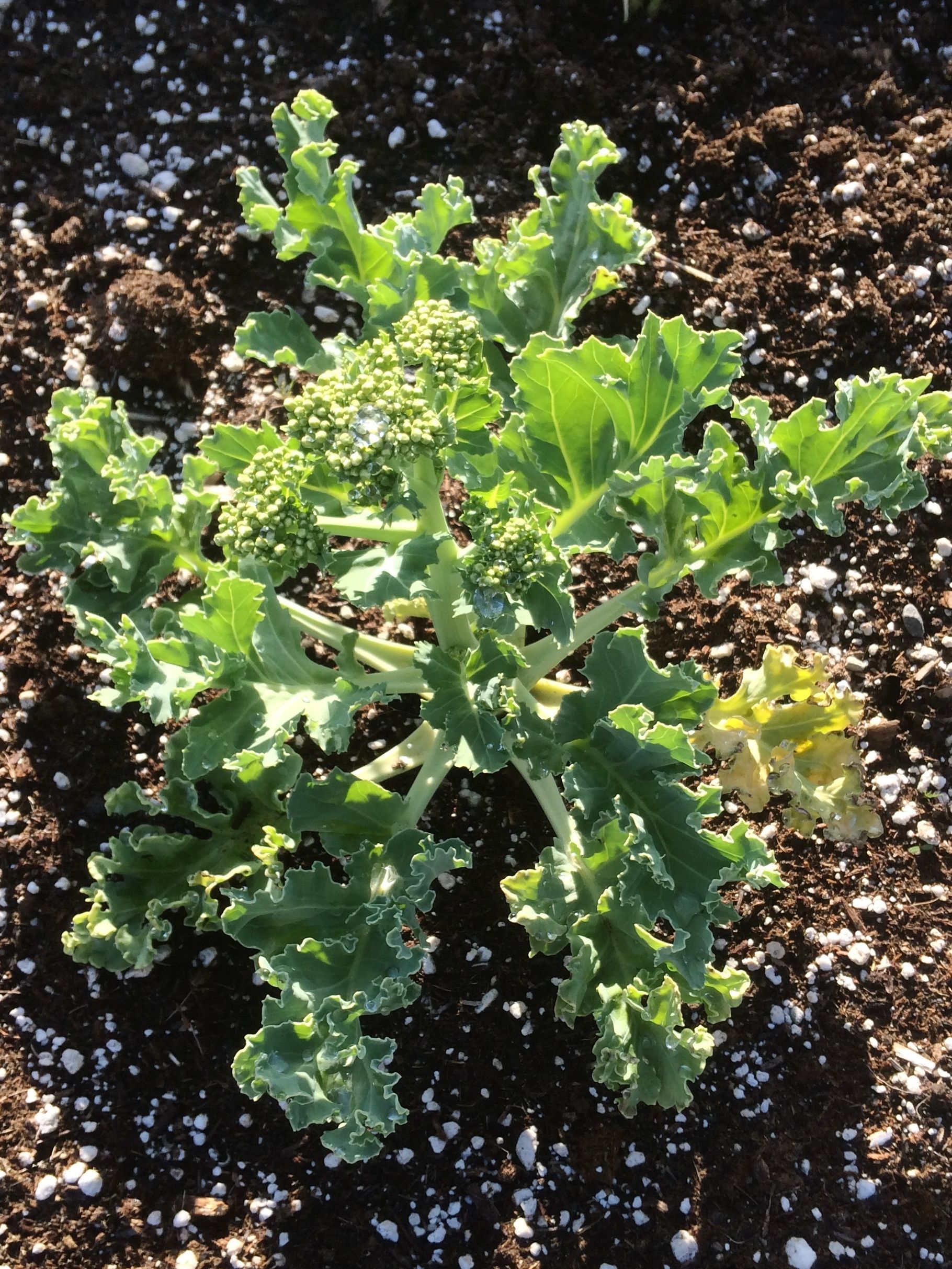 Sea kale (Crambe maritima) Cultivariable Seeds