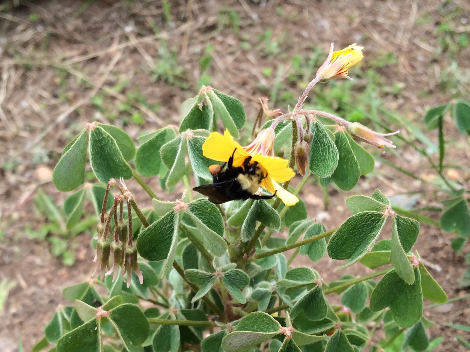 oca-bumblebee-1.jpg