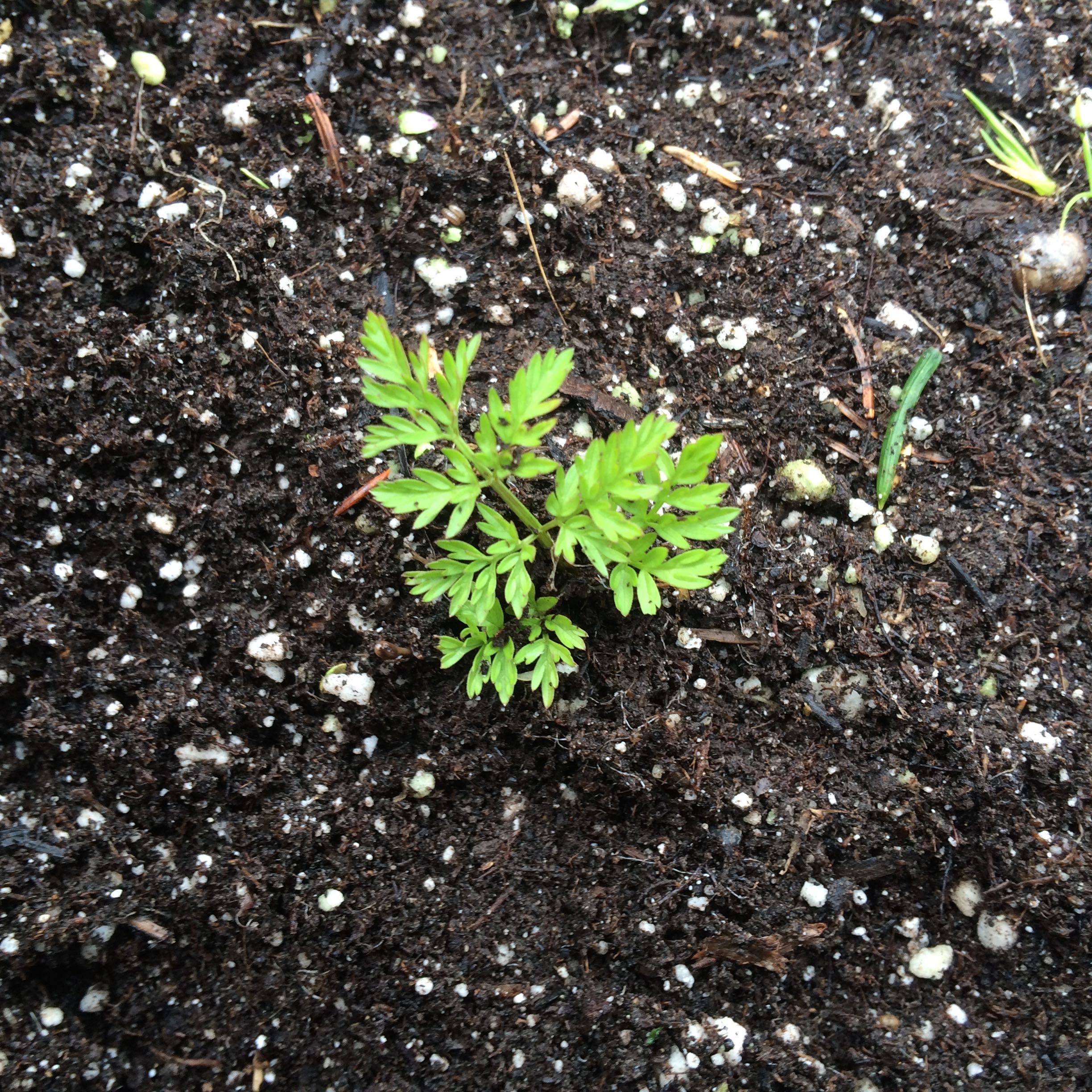 root-chervil-seedlings.jpg