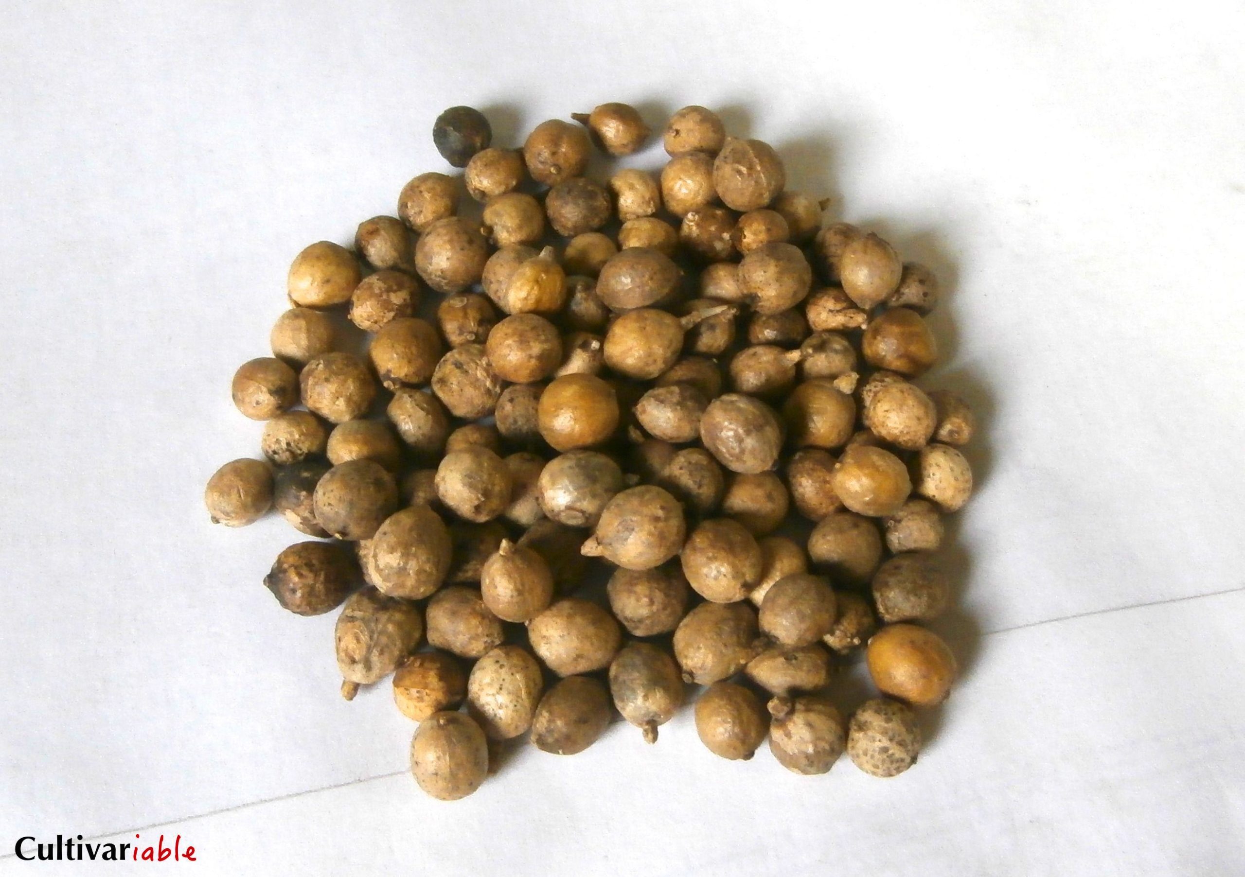 Sea kale seeds Cultivariable