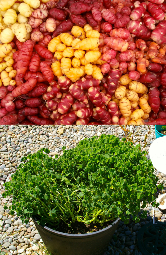 Oca (Oxalis tuberosa) Cultivariable