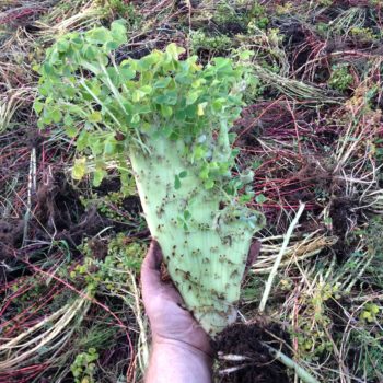 Fasciated oca (Oxalis tuberosa) stem