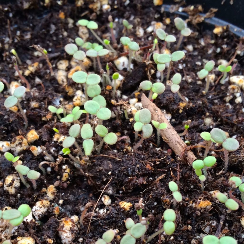 oca-seedlings