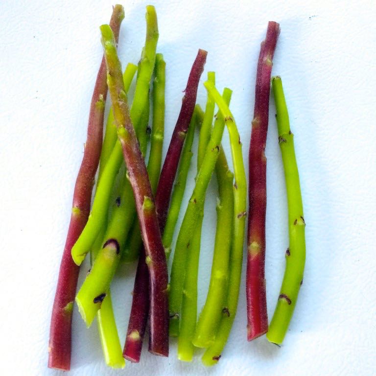 oca-stems-square