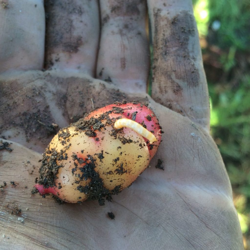 oca-wireworm