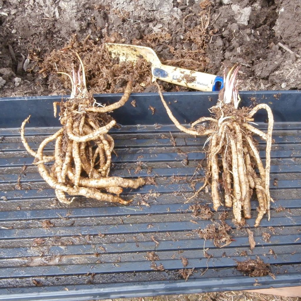 Two skirret root balls, showing both the edible roots and new sprouts