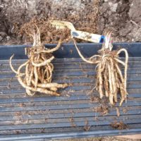 Two skirret root clumps in a tray