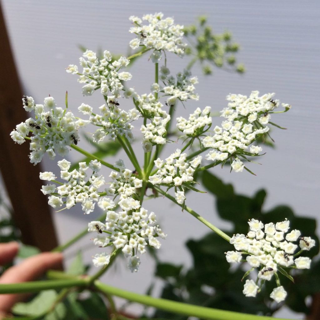 A skirret flower umbel with small black ants on the flowers.