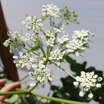 Skirret flowers with ants pollinating