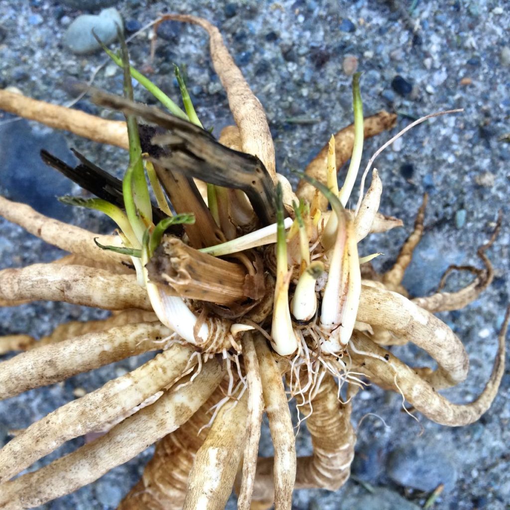 The crown of a skirret plant showing fresh sprouts just beginning to leaf out.