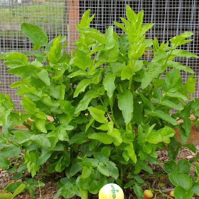 A mature skirret plant. The leaves are long and pointed. New growth is yellow-green and older growth is darker.