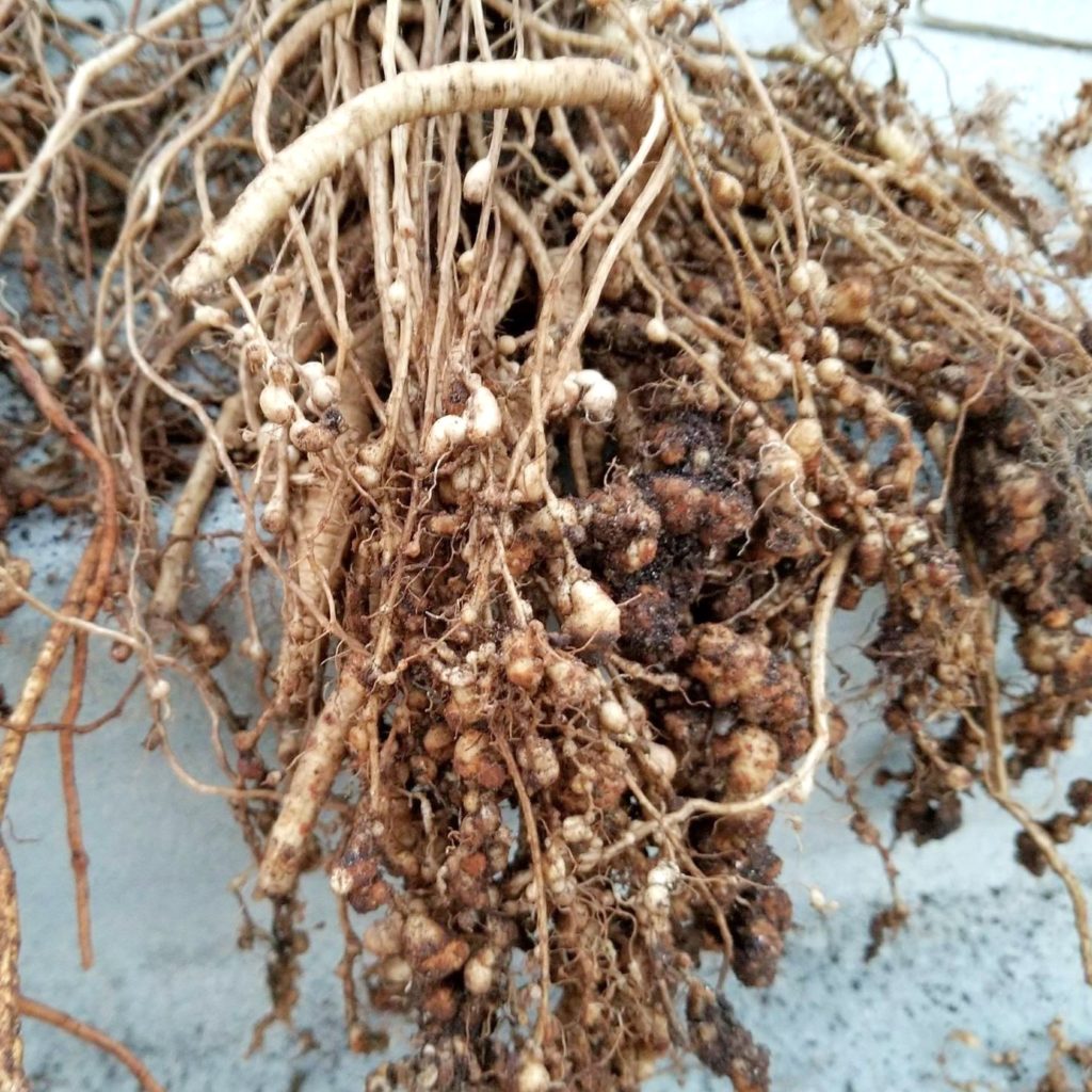 Skirret roots with many nodules produced by root knot nematodes.