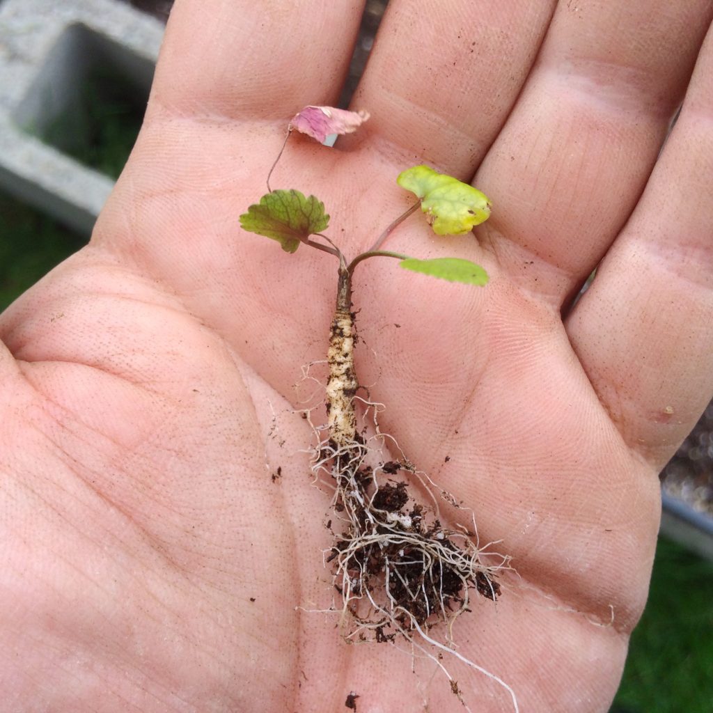 A skirret seedling held in hand.  The seedling has two sets of true leaves and a single storage root that is about 3/4 inch long and 1/4 inch wide.