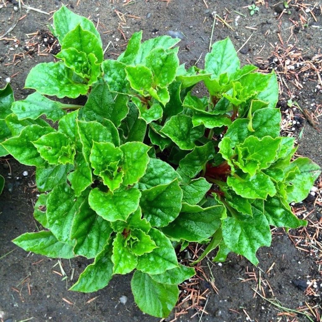 ulluco-plant