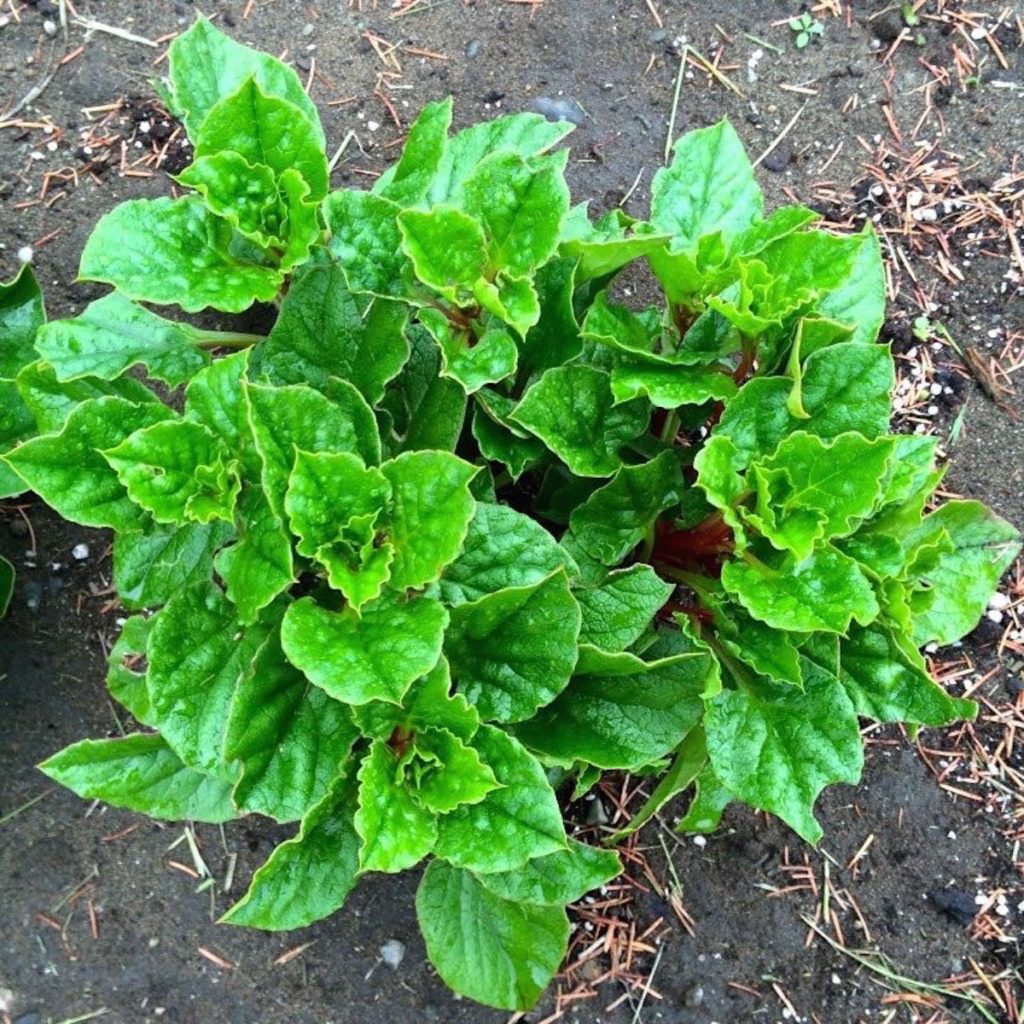ulluco-plant