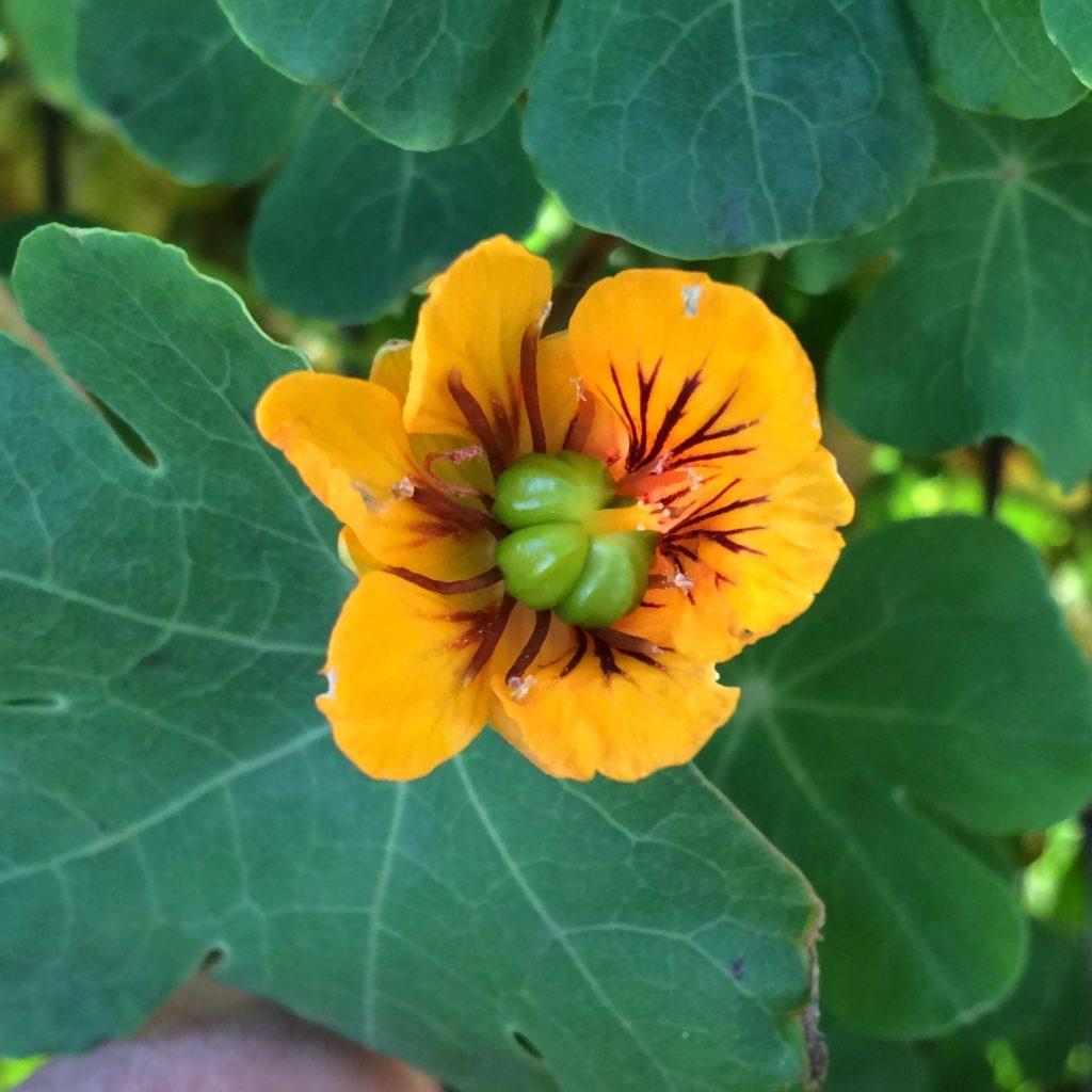 mashua-flower-seeds