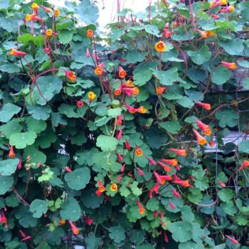 perennial nasturtium flowers
