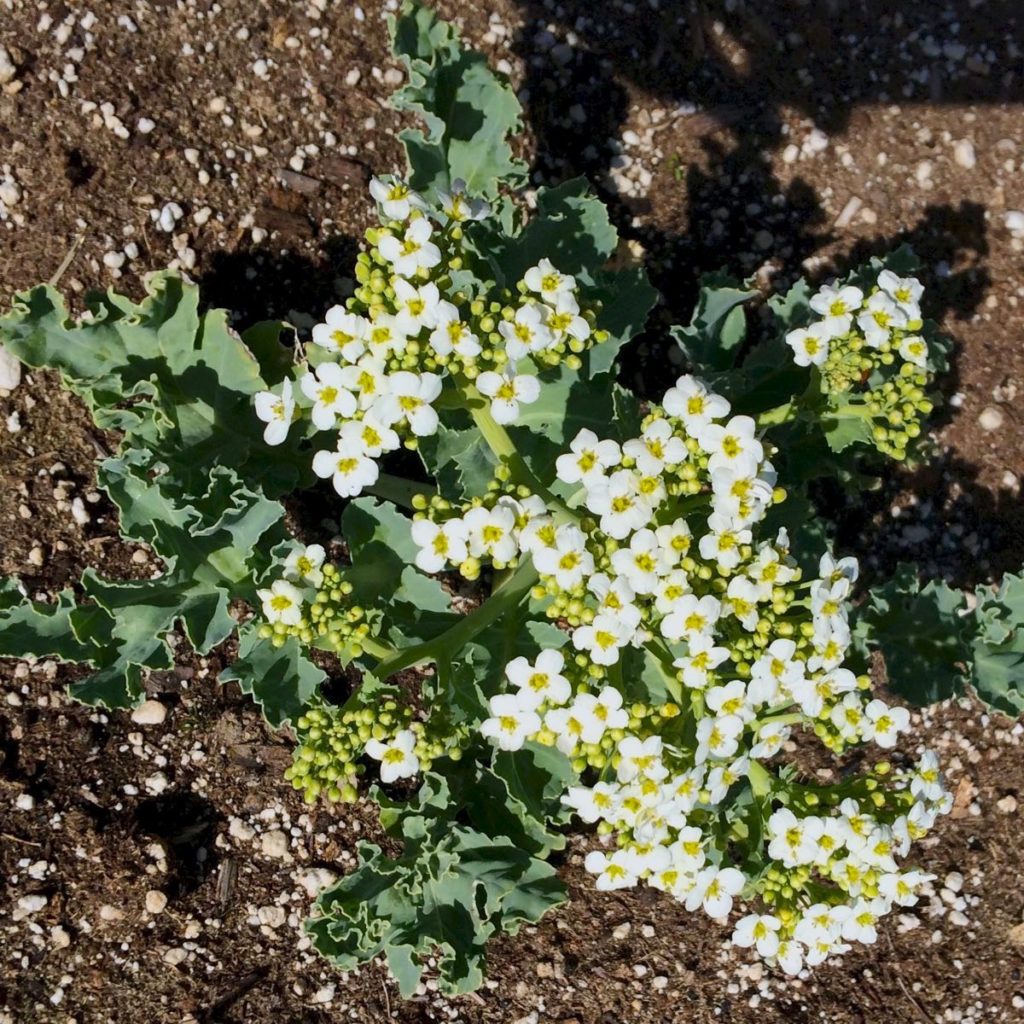 sea-kale-flowers