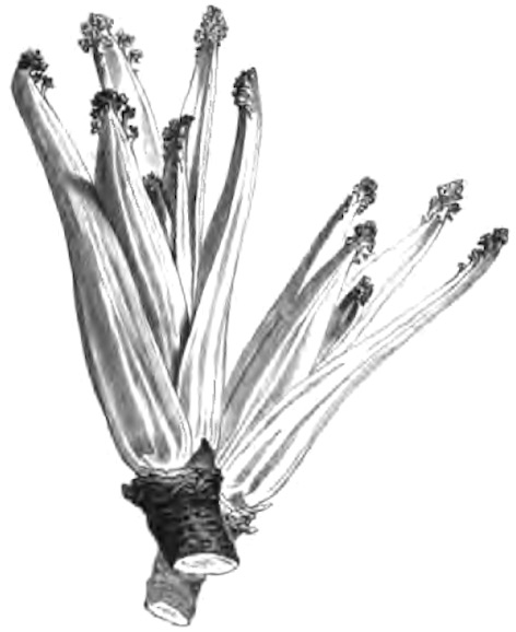 Illustration of sea kale shoots