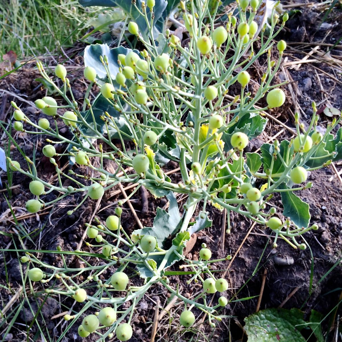 Sea kale (Crambe maritima) and Relatives Vegetable Root, leaf, and