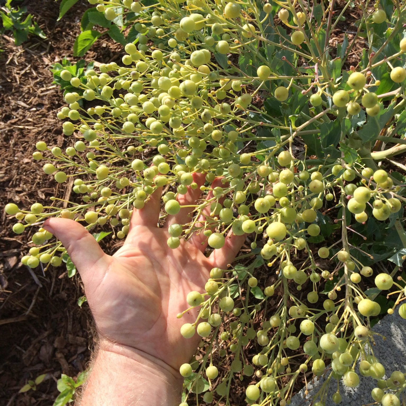 A sea kale plant with an inflorescence bearing several hundred maturing seeds. The seeds look a bit like small grapes at this stage, although they are not in clusters, but are borne at the end of branches in the inflorescence.