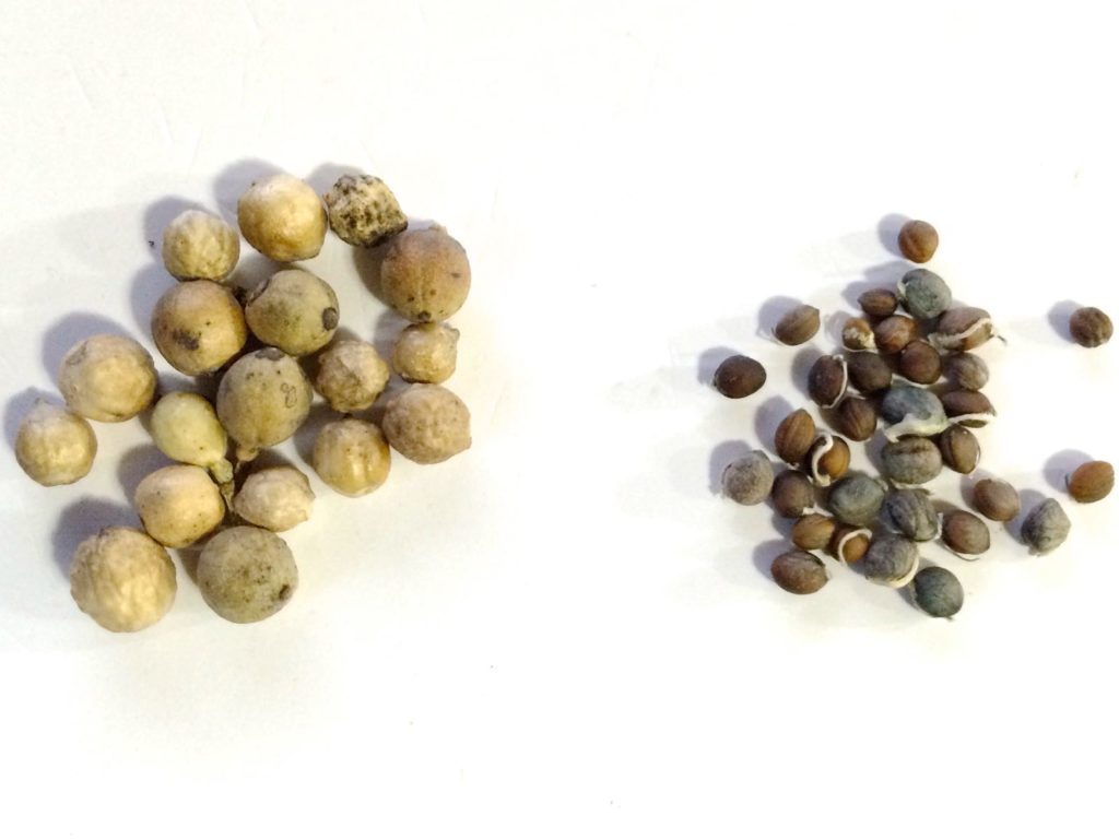 sea-kale-seeds-comparison