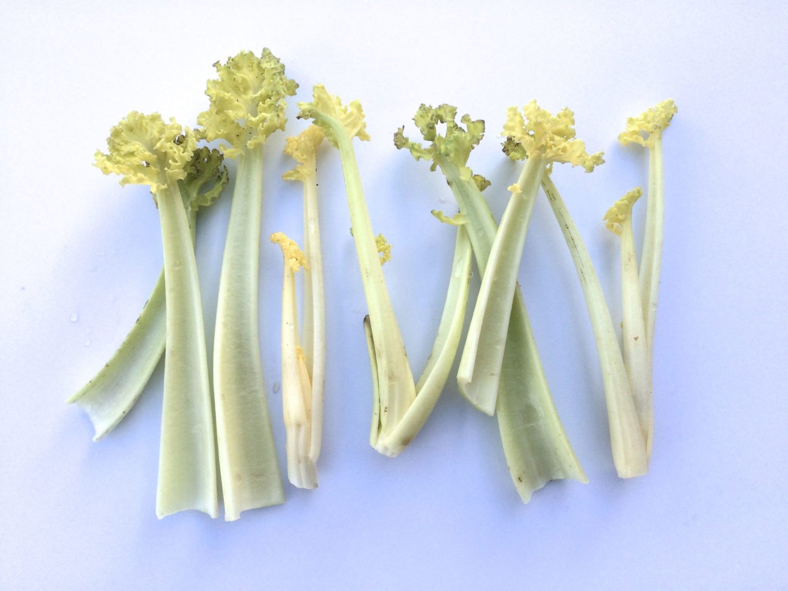 Sea Kale and Other Crambes The Cultivariable Growing Guide