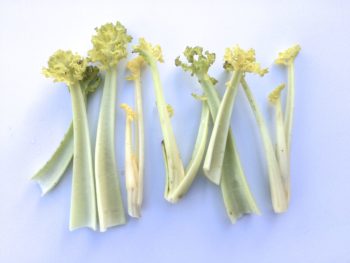 Blanched sea kale shoots