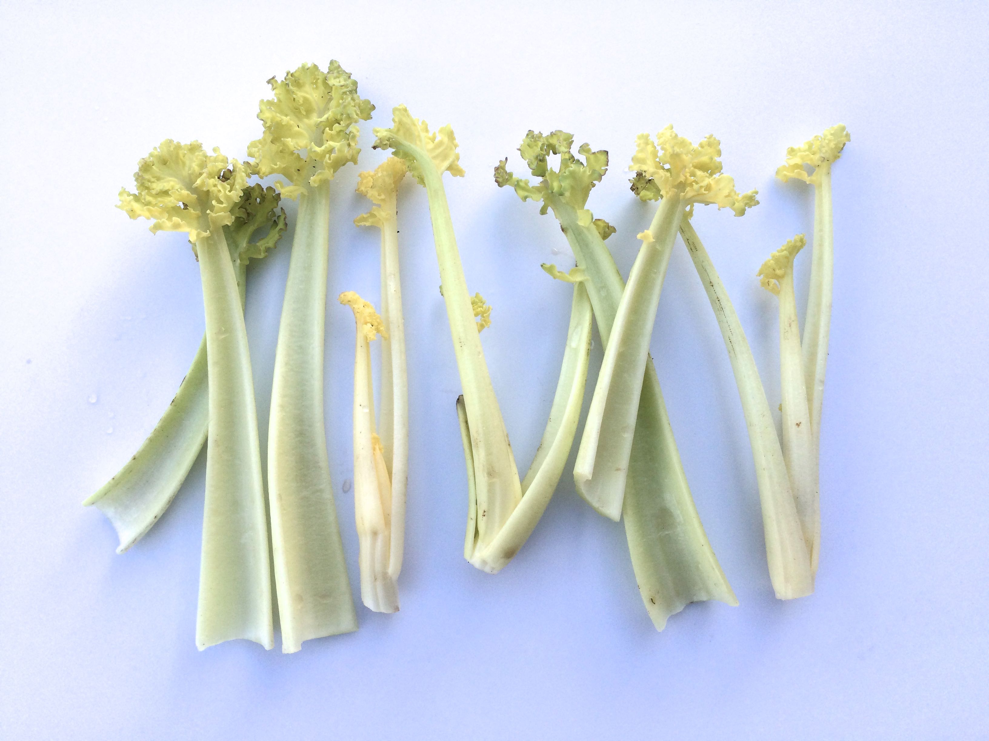 Sea Kale and Other Crambes The Cultivariable Growing Guide
