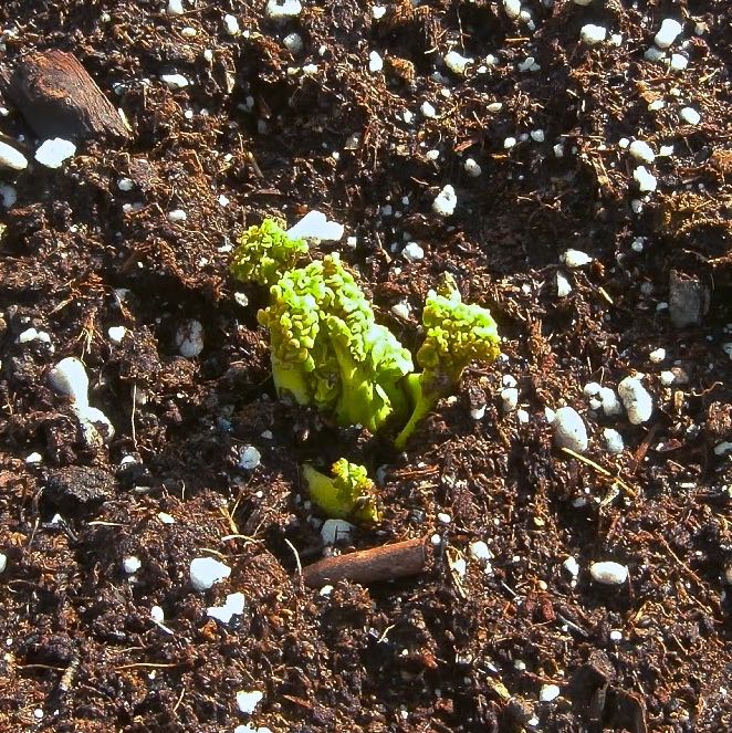 sea-kale-shoots