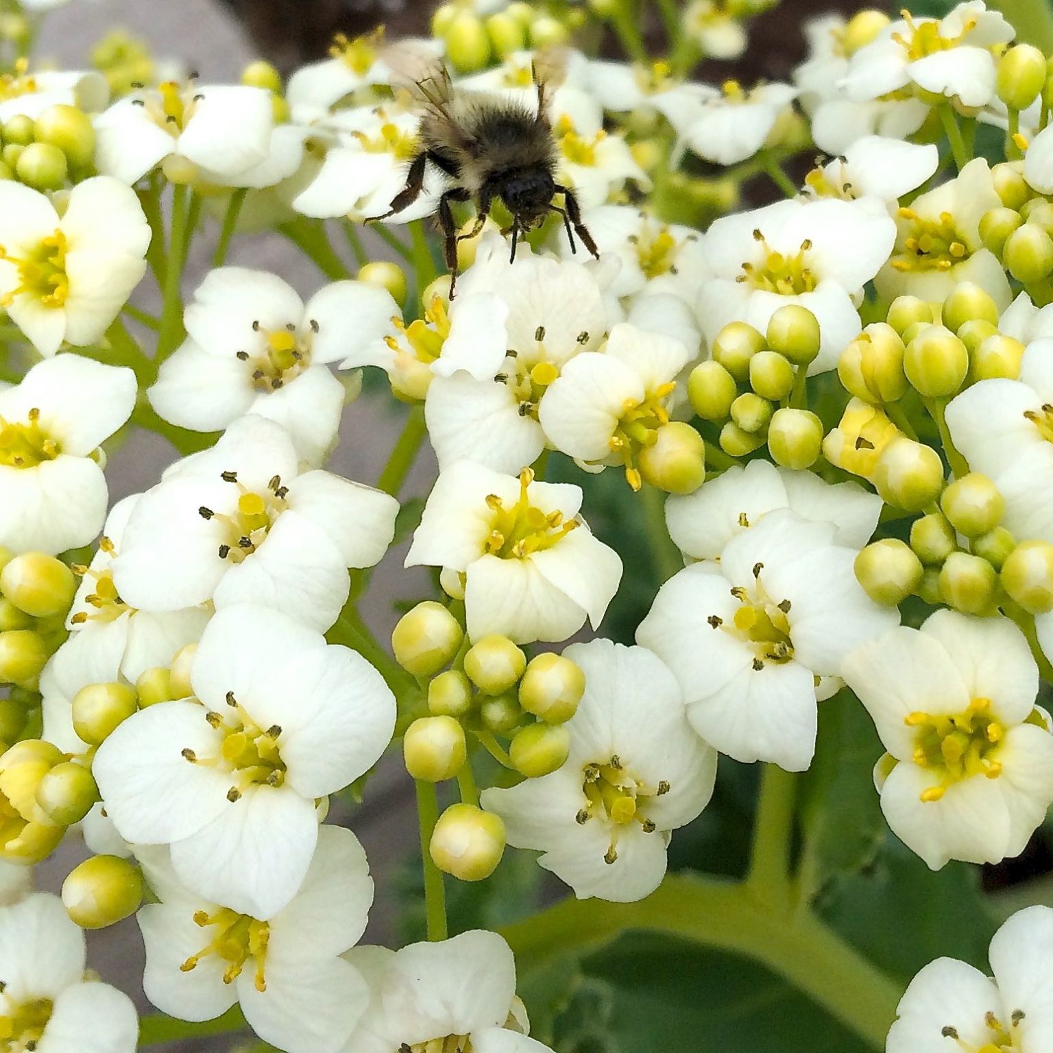 Sea kale flowers with bumble bee