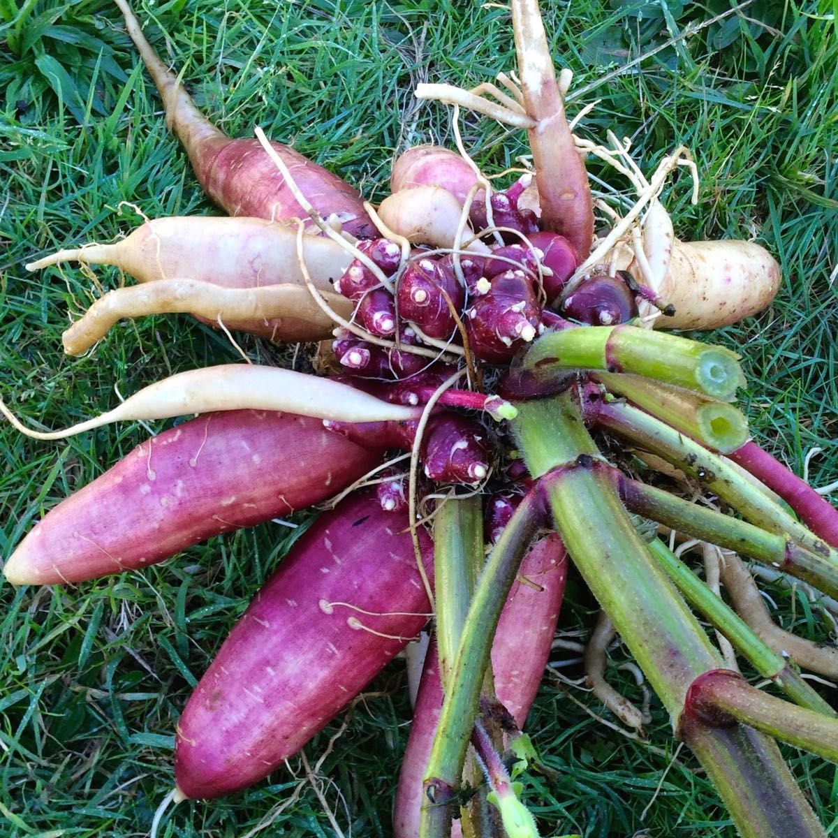 Yacon Root Info - How To Grow Yacon Plants In The Garden