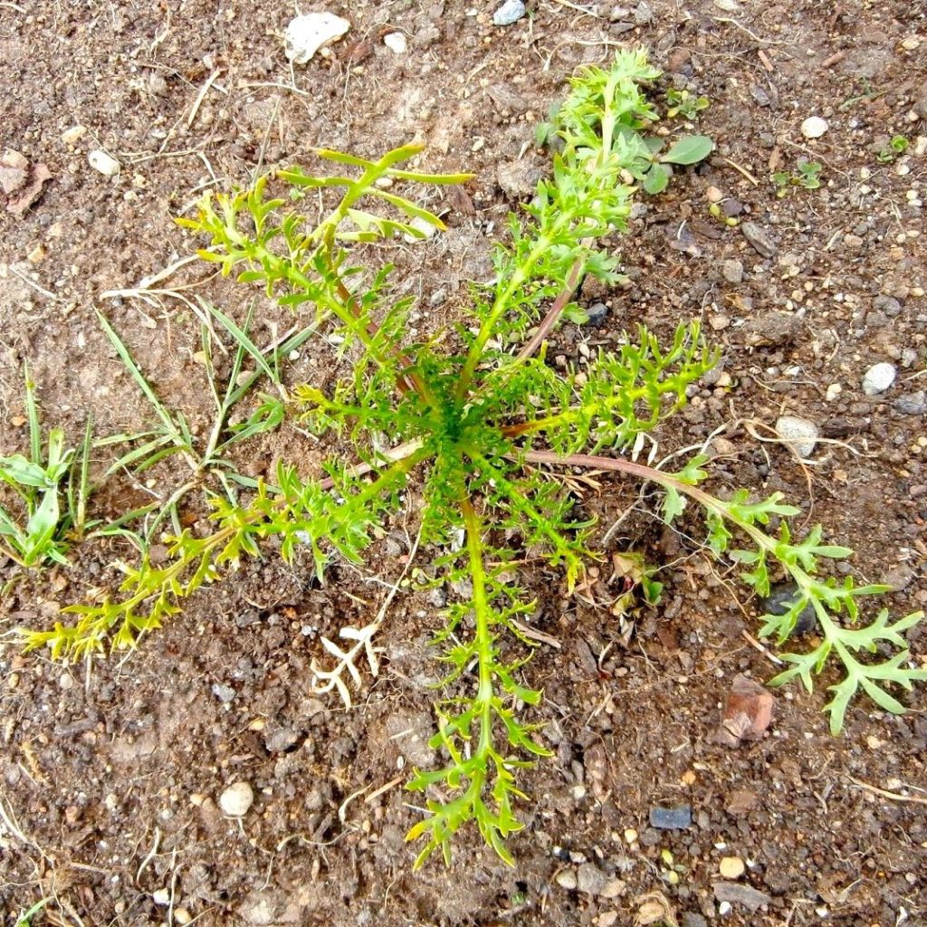 maca-plant