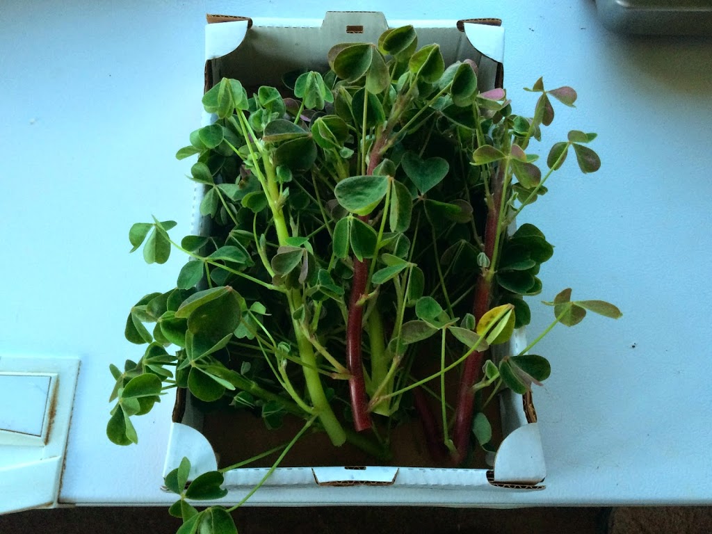 Oca: Pie - Cultivariable