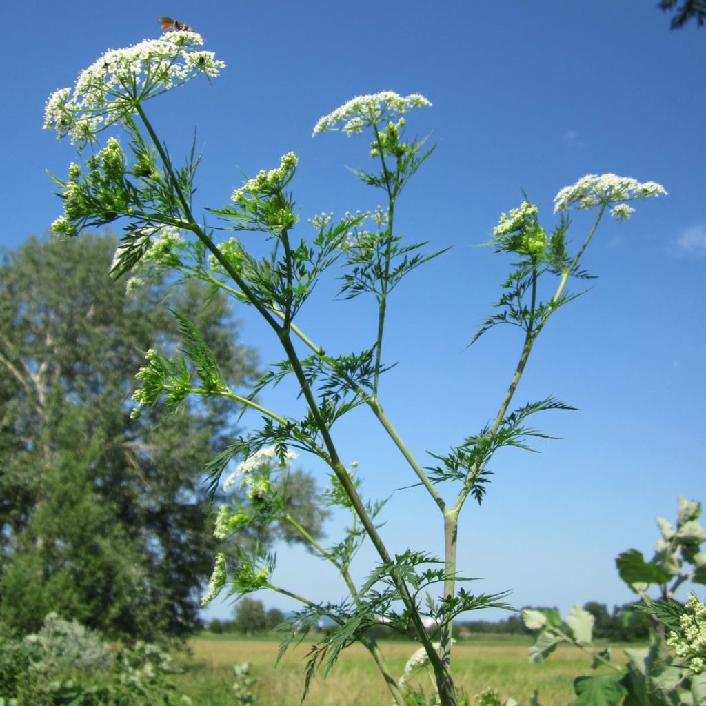 Root chervil flower umbels