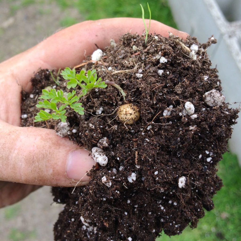A very small root chervil seedling with an exposed root that is about 1/3 of an inch in diameter.