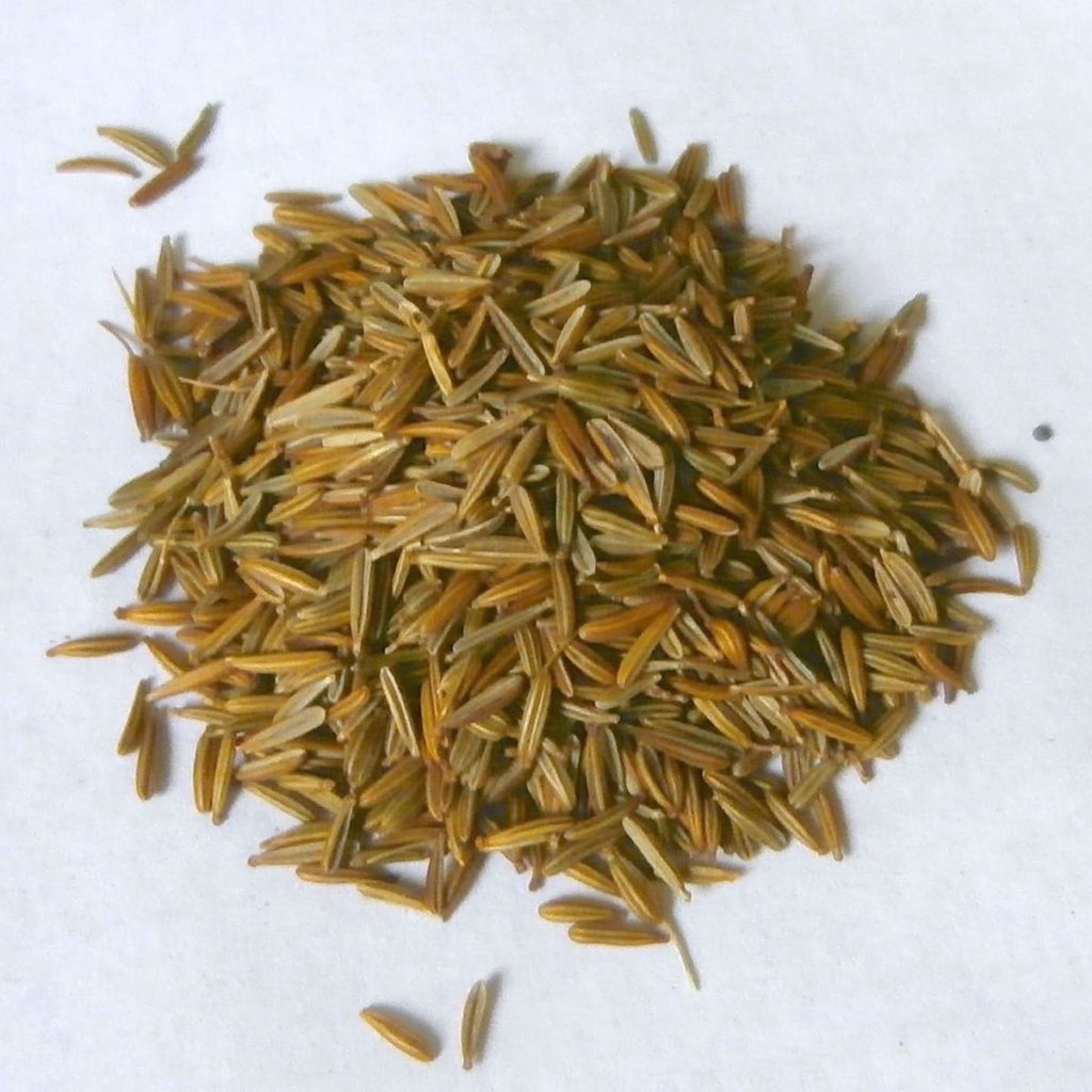A small pile of root chervil seeds.  The seeds are long and narrow, light brown in color.
