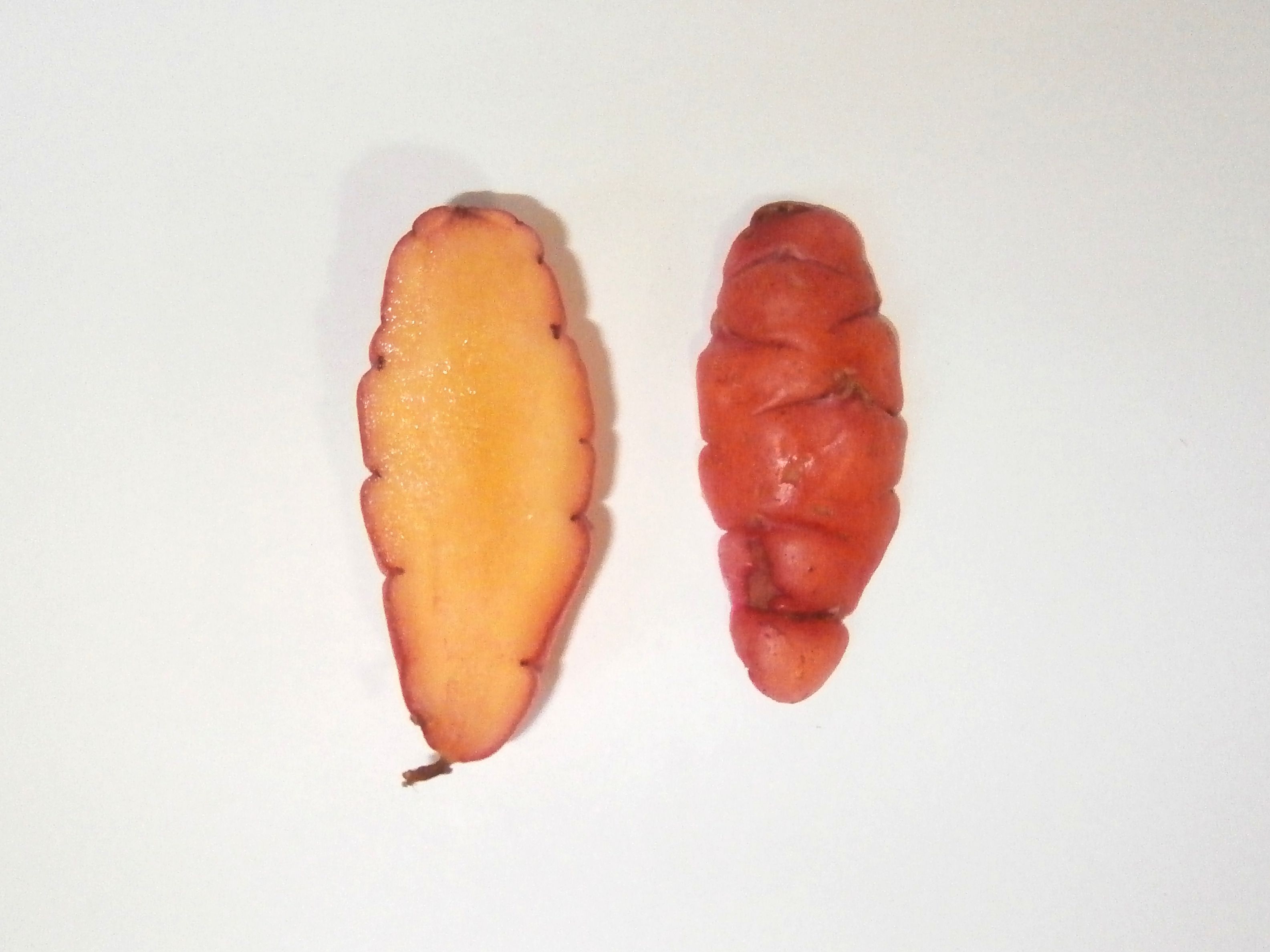 Sunset oca tuber interior