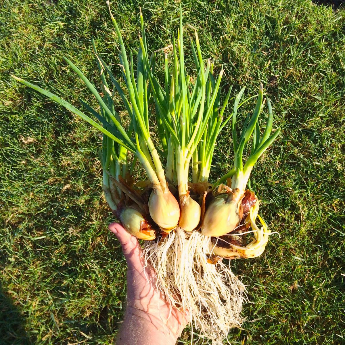 potato onion (allium cepa var. aggregatum) - the cultivariable