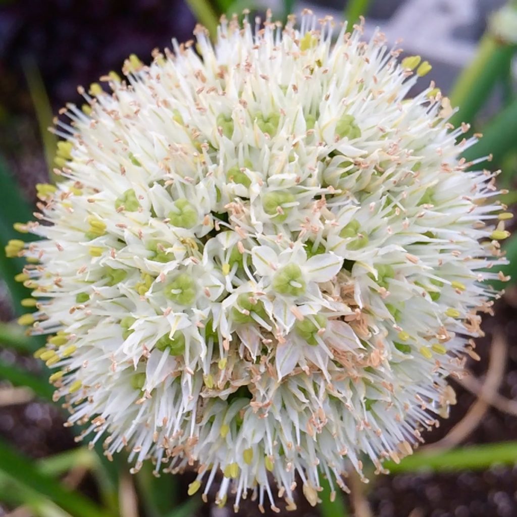 potato-onion-flower