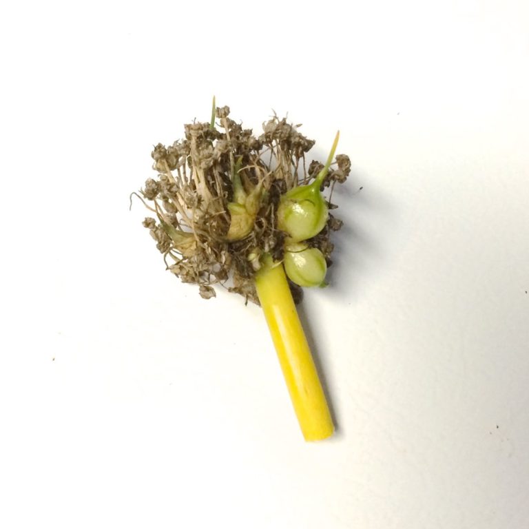 Potato Onion (Allium cepa var. aggregatum) The Cultivariable Growing