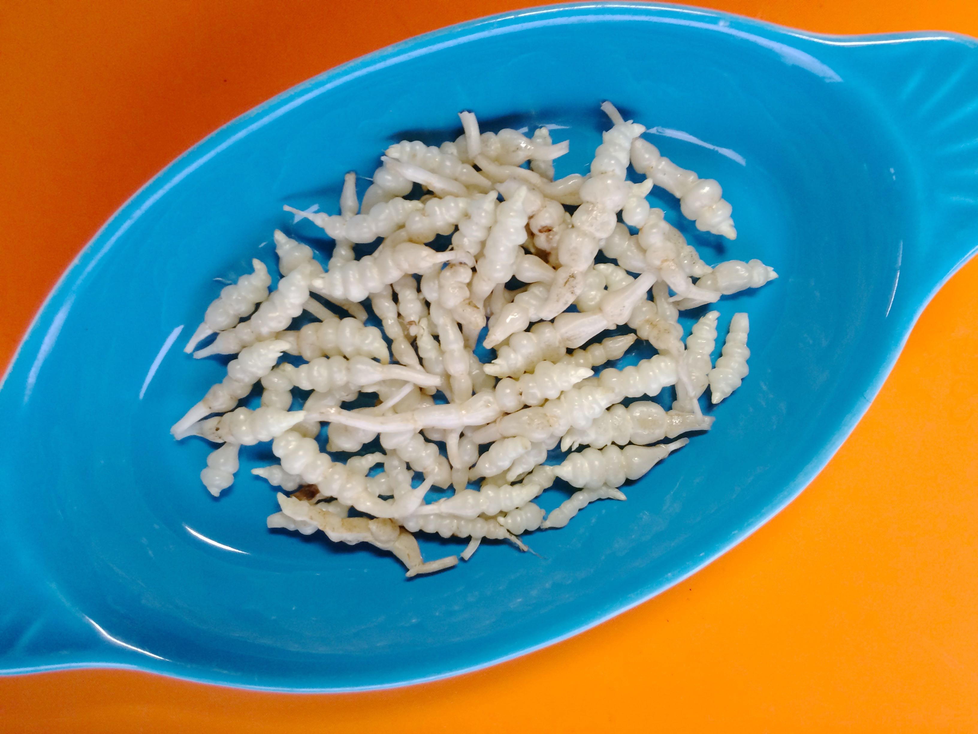 Chinese Artichoke and Other Tuberous Mints - The Cultivariable Growing