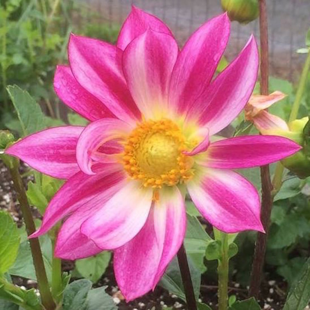 Dahlia-OC-14-CB1x07-flower-front