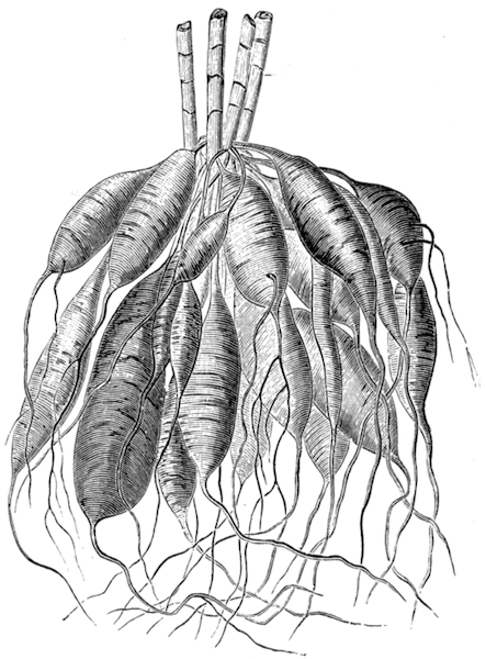 Dahlia tuber illustration