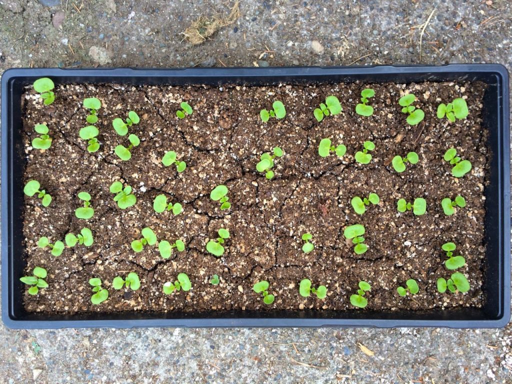 Germination test of 50 mauka seeds