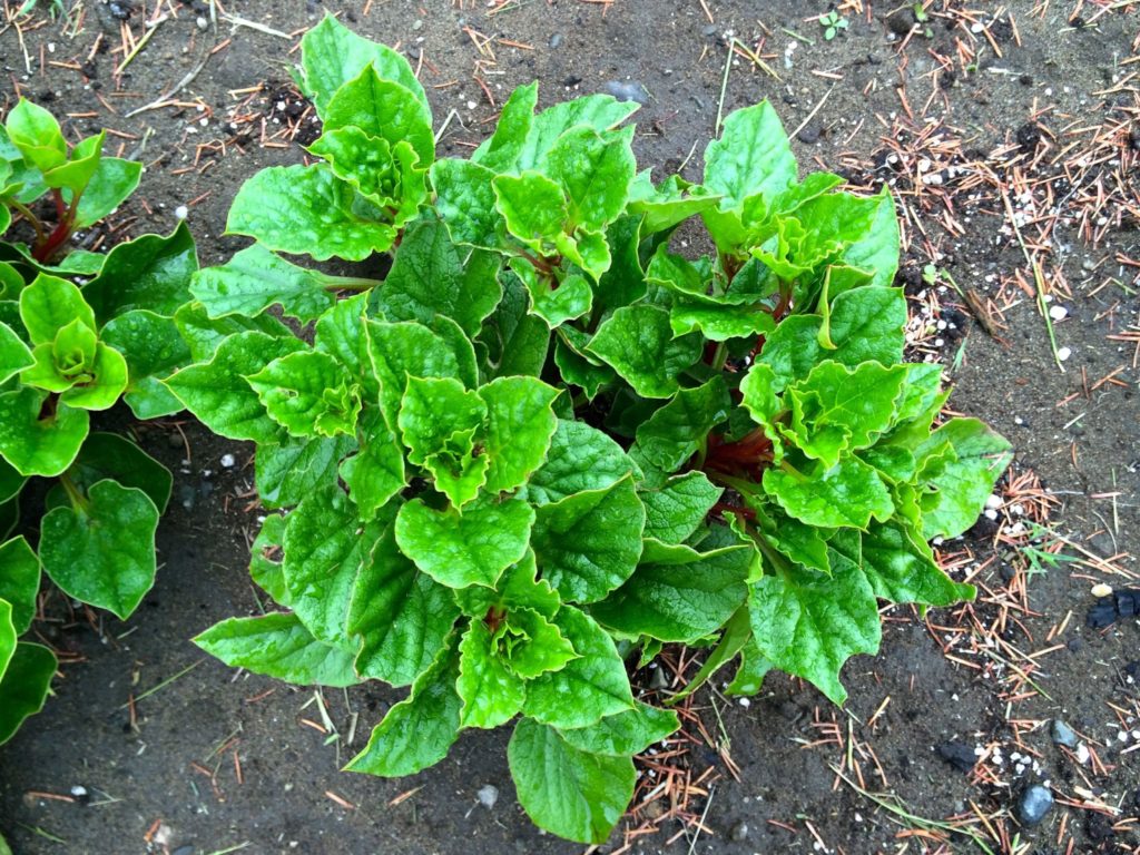 Cultivariable