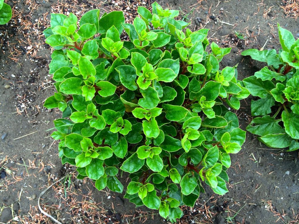 Cultivariable