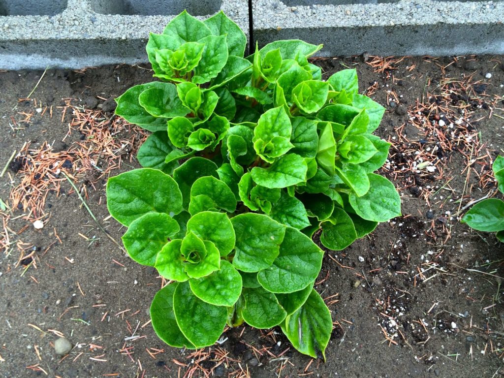 Cultivariable