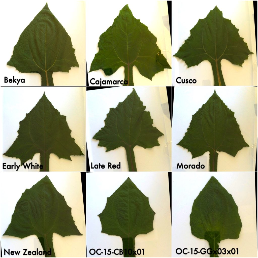 yacon-leaf-shape
