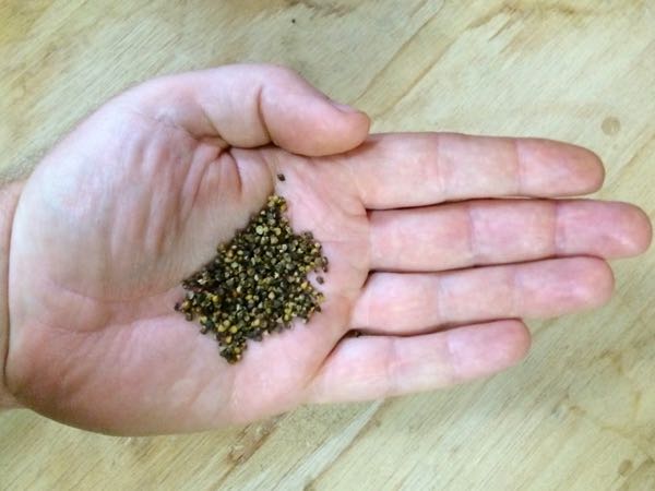 ulluco-500-seeds